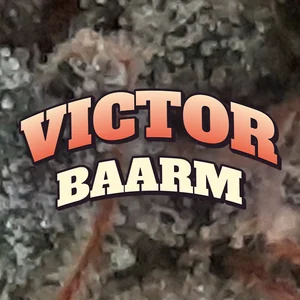 Victor Baarm Cannabis Strain