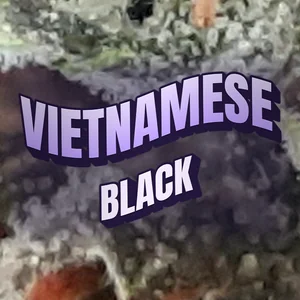 Vietnamese Black Cannabis Strain