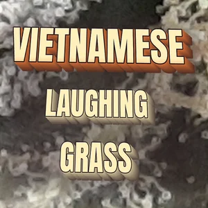 Vietnamese Laughing Grass Cannabis Strain