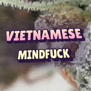 Vietnamese Mindfuck Cannabis Strain