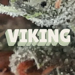 Viking Cannabis Strain