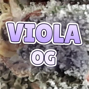 Viola OG Cannabis Strain