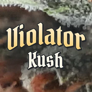 Violator Kush Cannabis Strain