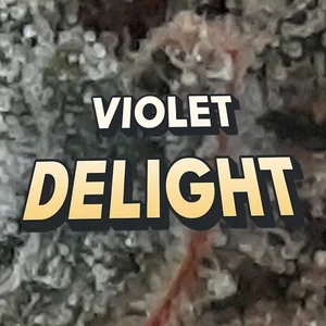 Violet Delight Cannabis Strain