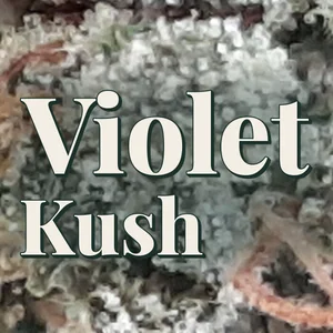 Violet Kush Cannabis Strain