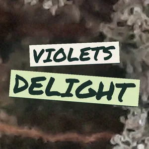 Violets Delight Cannabis Strain