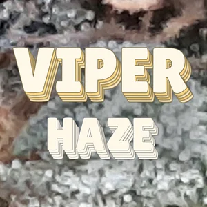 Viper Haze Cannabis Strain