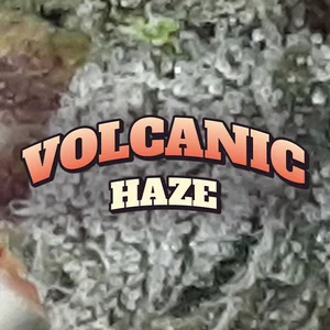 Volcanic Haze Cannabis Strain