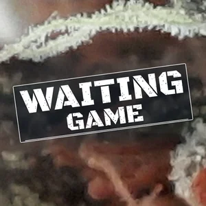 Waiting Game Cannabis Strain