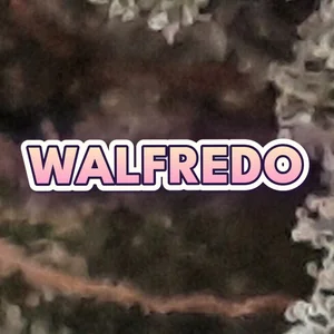 Walfredo Cannabis Strain