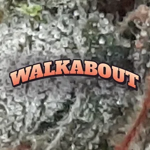 Walkabout Cannabis Strain