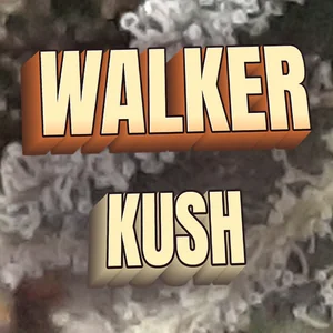 Walker Kush Cannabis Strain