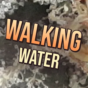 Walking Water Cannabis Strain