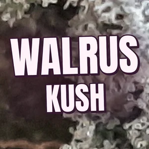Walrus Kush Cannabis Strain