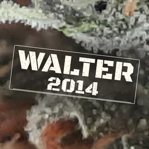 Walter 2014 Cannabis Strain