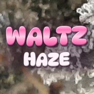 Waltz Haze Cannabis Strain