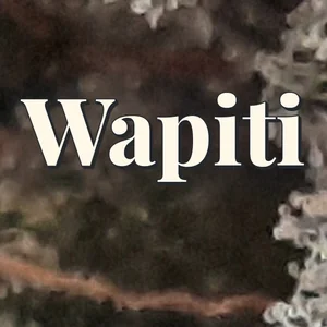 Wapiti Cannabis Strain