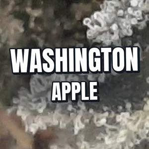 Washington Apple Cannabis Strain
