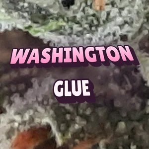 Washington Glue Cannabis Strain