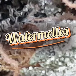 Watermellos Cannabis Strain