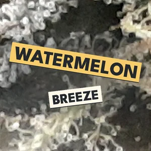 Watermelon Breeze Cannabis Strain