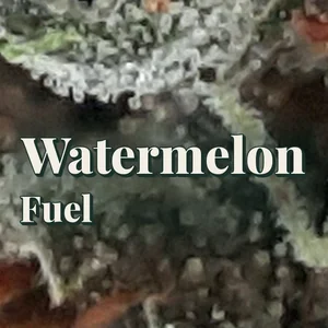 Watermelon Fuel Cannabis Strain