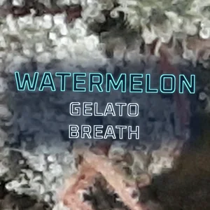 Watermelon Gelato Breath Cannabis Strain