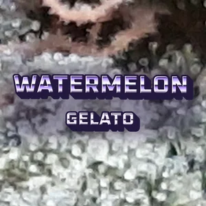 Watermelon Gelato Cannabis Strain
