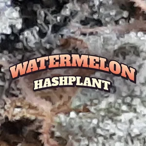 Watermelon Hashplant Cannabis Strain