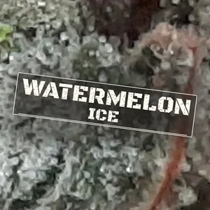 Watermelon Ice Cannabis Strain