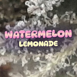 Watermelon Lemonade Cannabis Strain