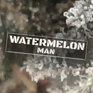 Watermelon Man Cannabis Strain