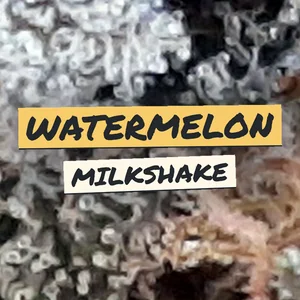 Watermelon Milkshake Cannabis Strain