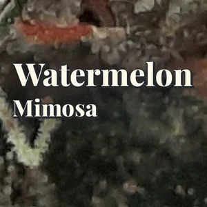 Watermelon Mimosa Cannabis Strain