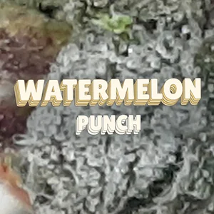 Watermelon Punch Cannabis Strain