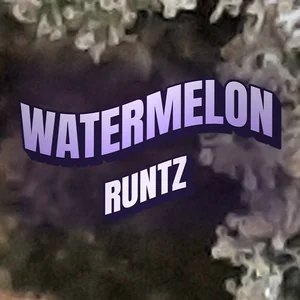 Watermelon Runtz Cannabis Strain