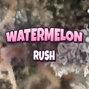 Watermelon Rush Cannabis Strain