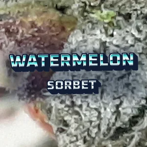 Watermelon Sorbet Cannabis Strain
