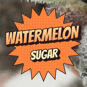 Watermelon Sugar Cannabis Strain
