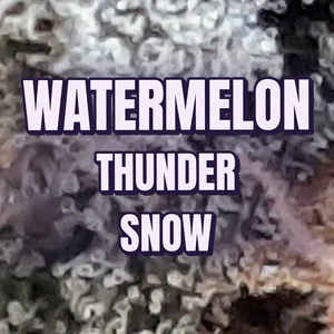 Watermelon Thunder Snow Cannabis Strain