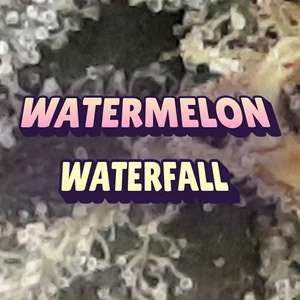 Watermelon Waterfall Cannabis Strain