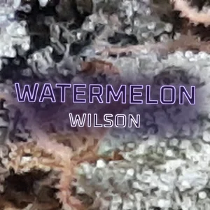 Watermelon Wilson Cannabis Strain