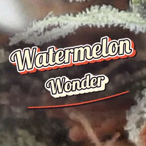 Watermelon Wonder Cannabis Strain