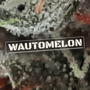 Wautomelon Cannabis Strain