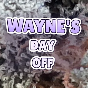 Wayne's Day Off Cannabis Strain