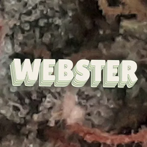 Webster Cannabis Strain