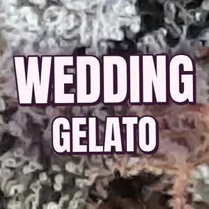 Wedding Gelato Cannabis Strain