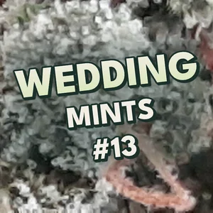 Wedding Mints #13 Cannabis Strain