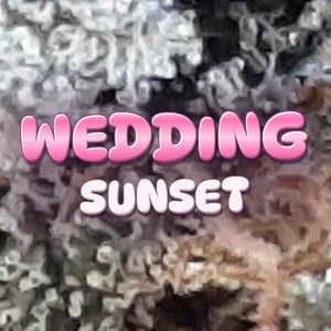 Wedding Sunset Cannabis Strain