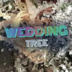 Wedding Tree Cannabis Strain